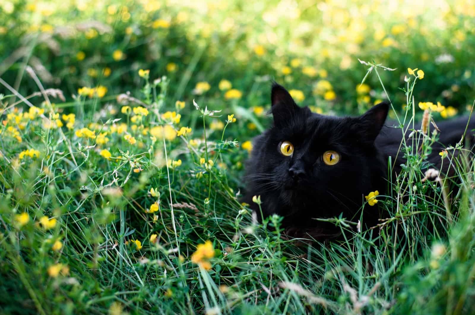 a black cat lies in the green grass