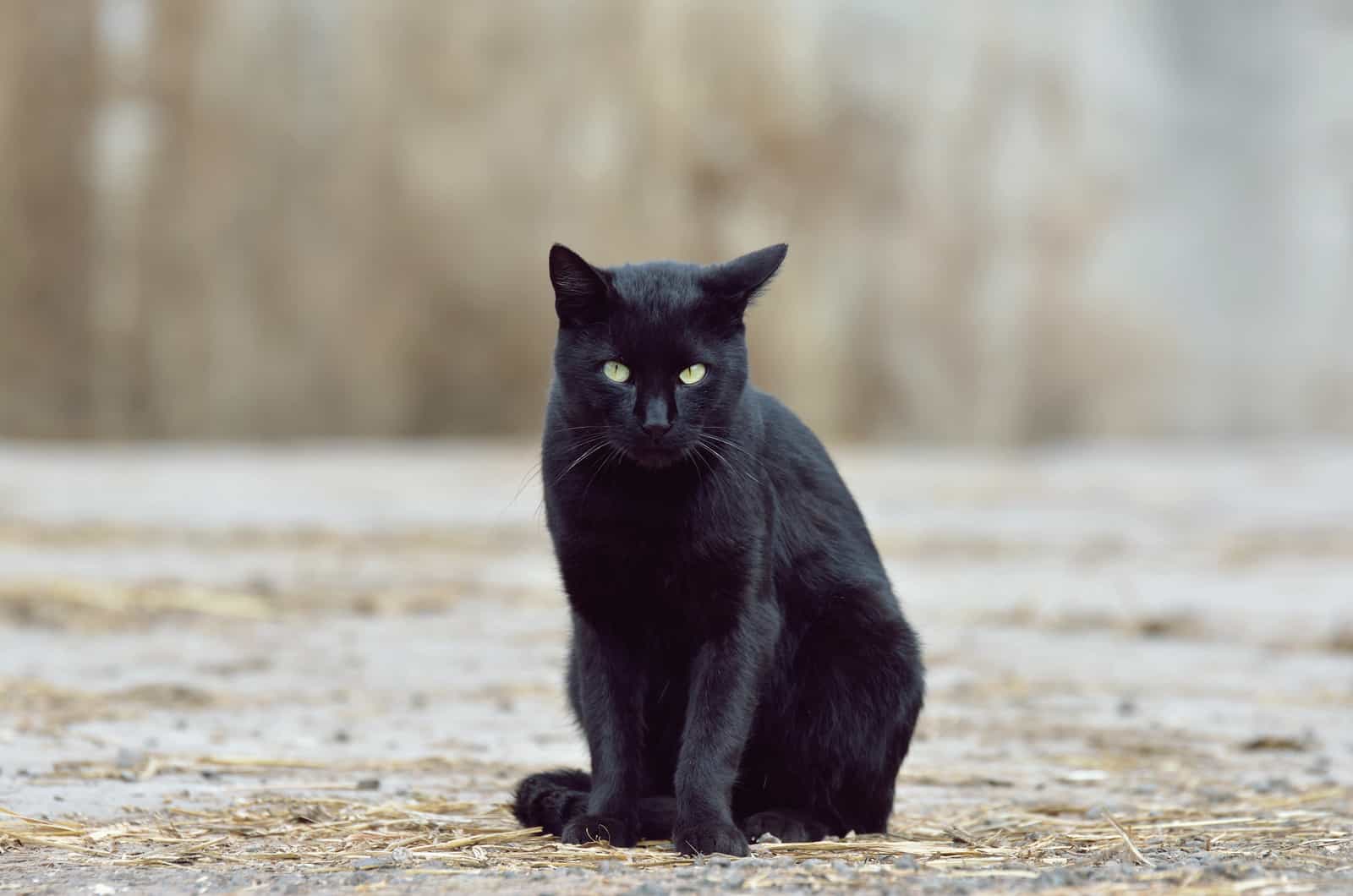 a black cat sits on the road