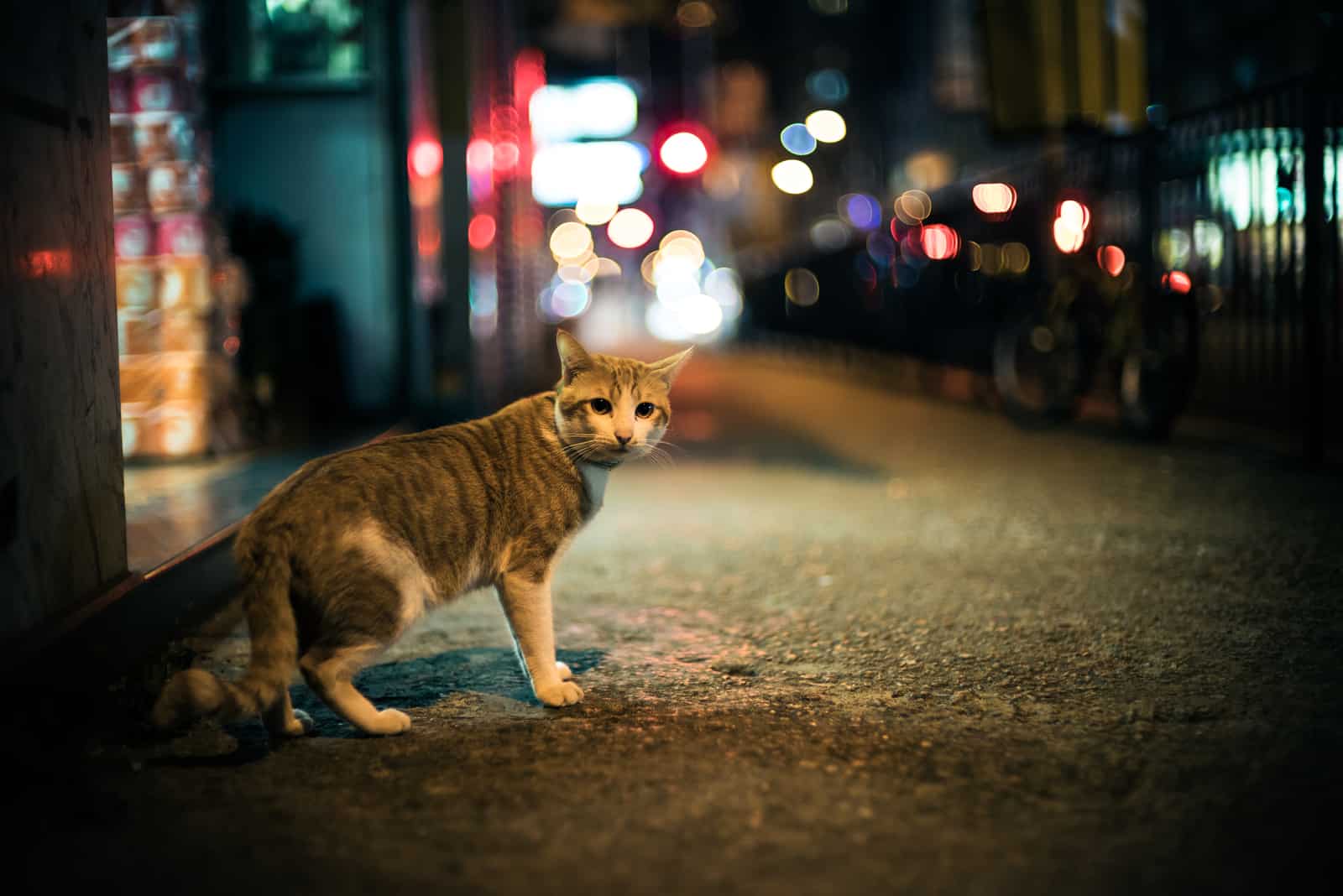 a cat standing on the street