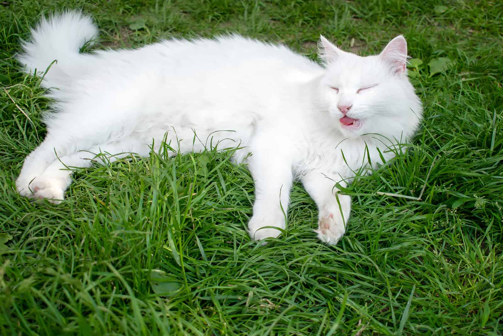 a cute white cat lying in the grass