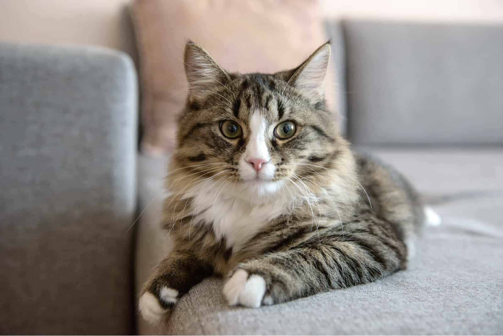 a gray cat is sitting on the back of a couch