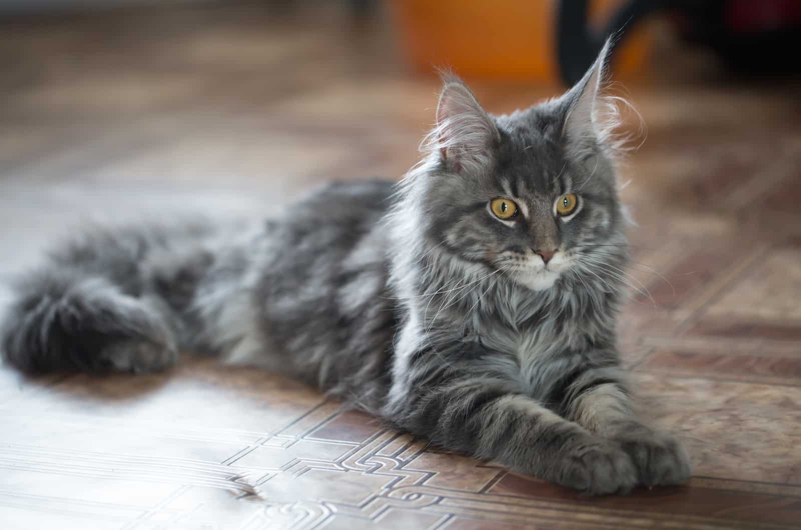 a gray cat lies on the floor