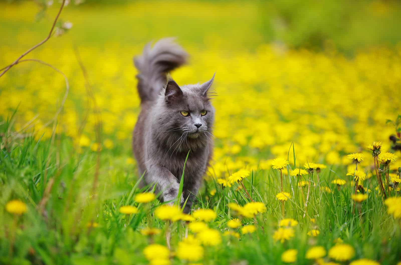 a gray cat walks the field 