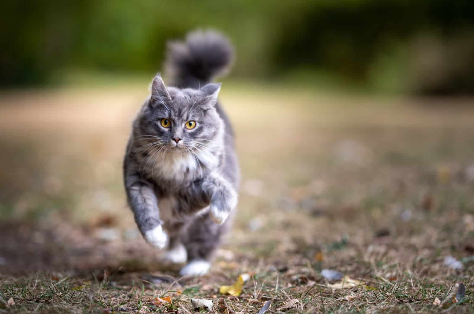 a gray cat walks the field