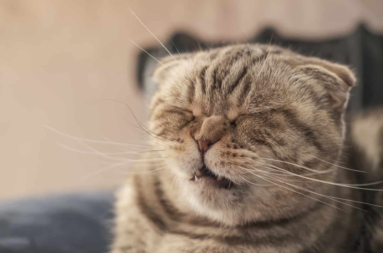 a gray cat with closed eyes sneezes