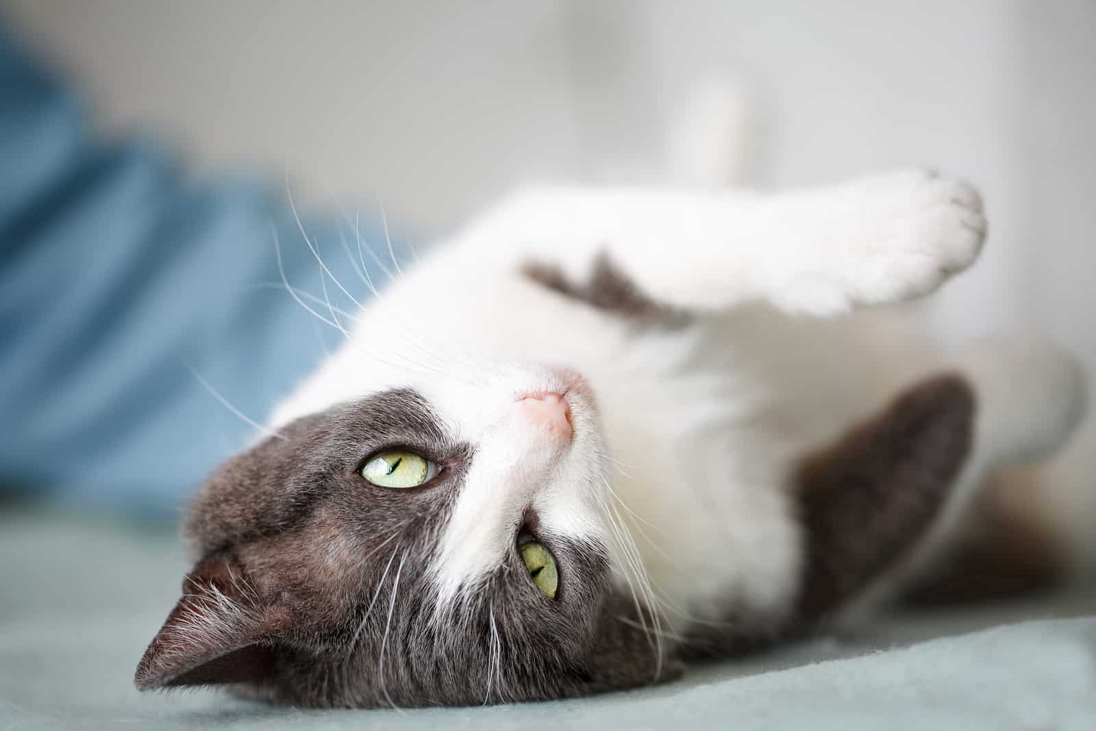 a gray-white cat lies down and kneads with its paws