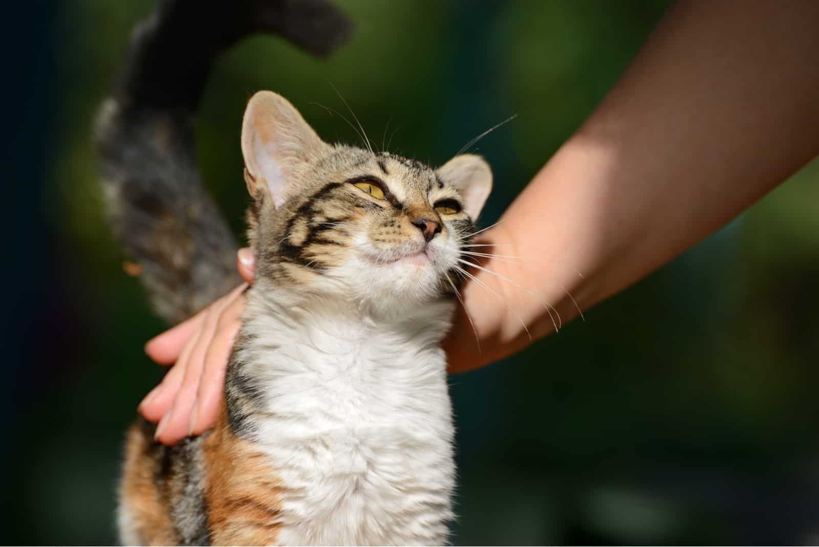 a woman petting a cat