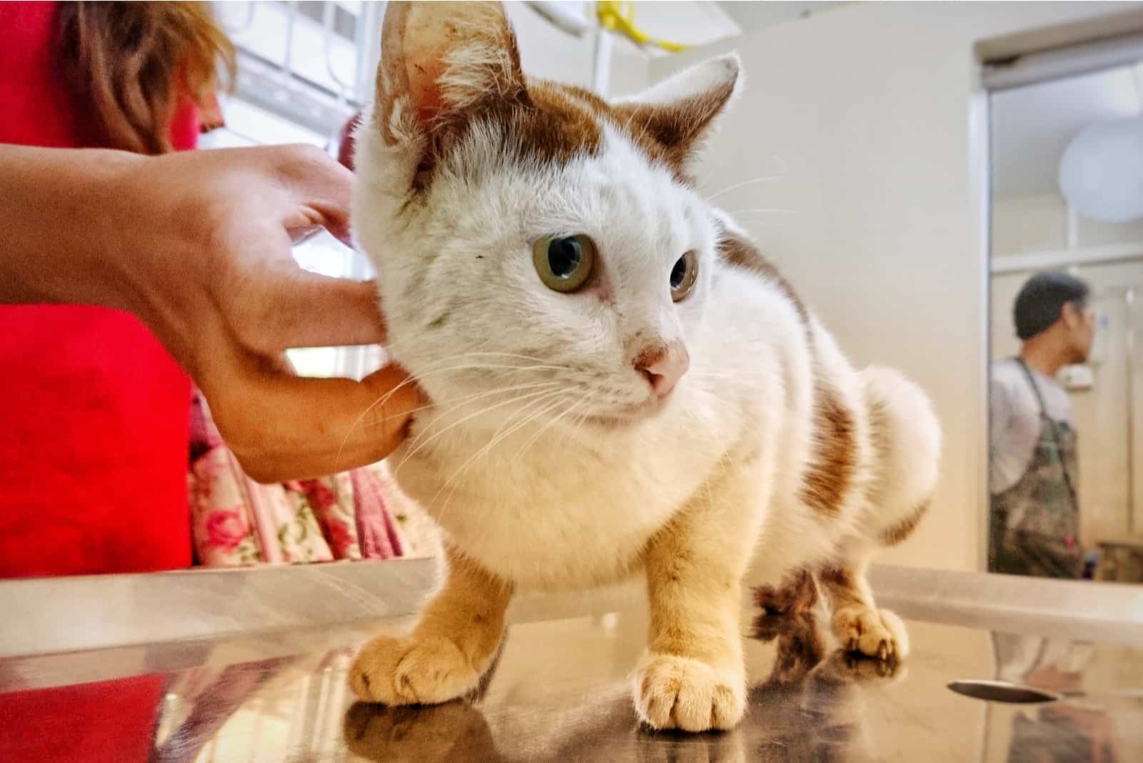 a woman removes fleas from her cat