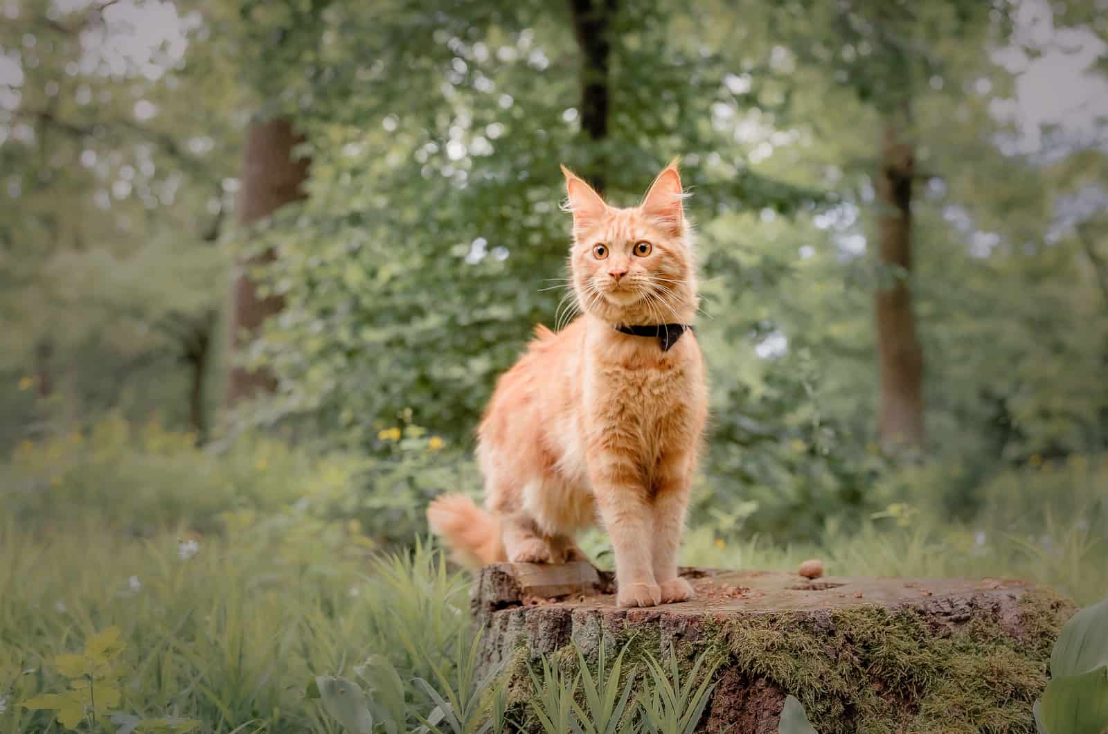 a yellow cat sitting on a tree