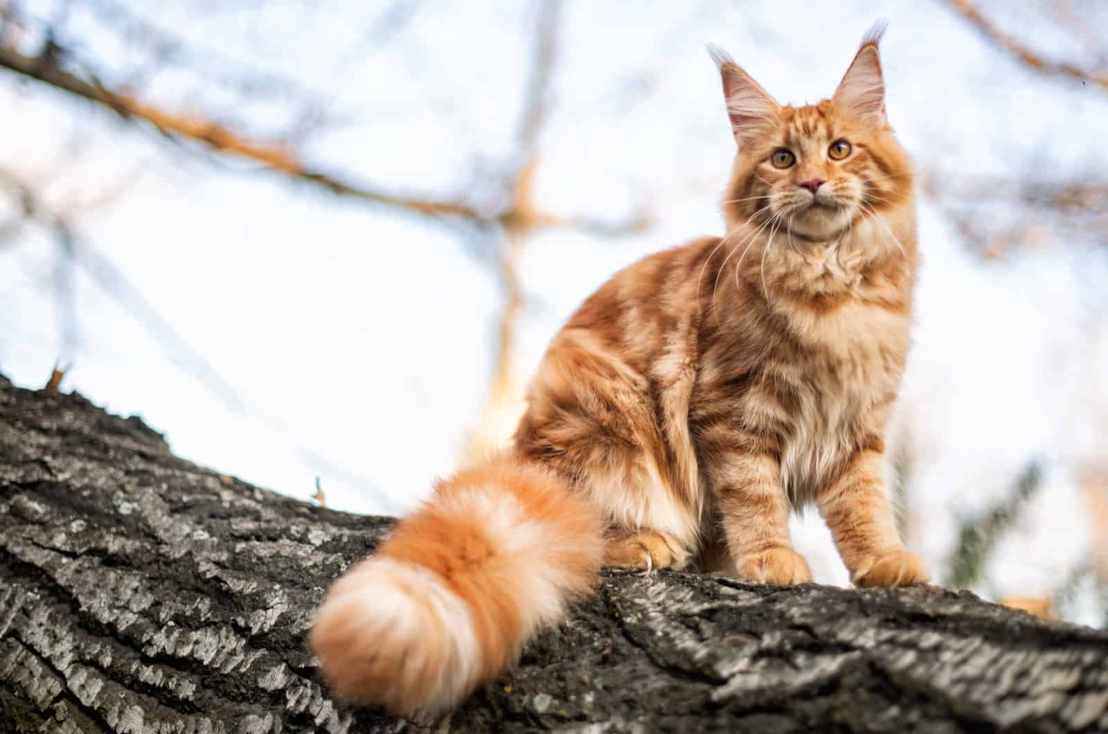 a yellow cat stands on a tree