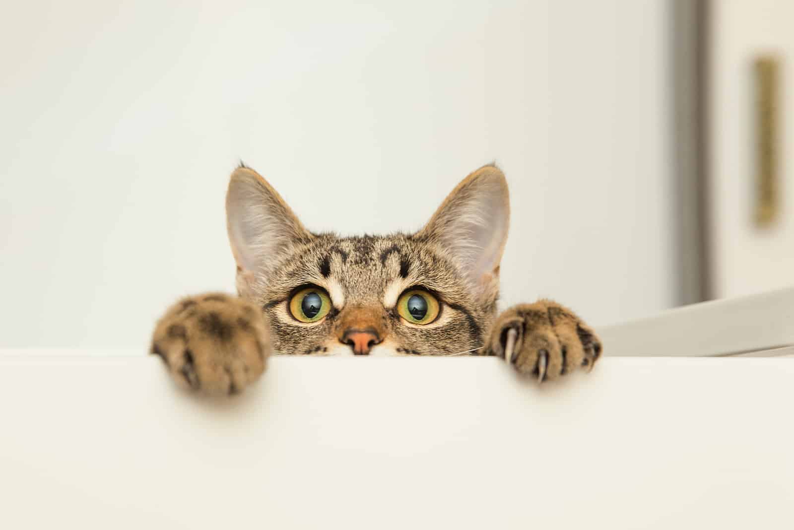 a young cat curiously peeking out