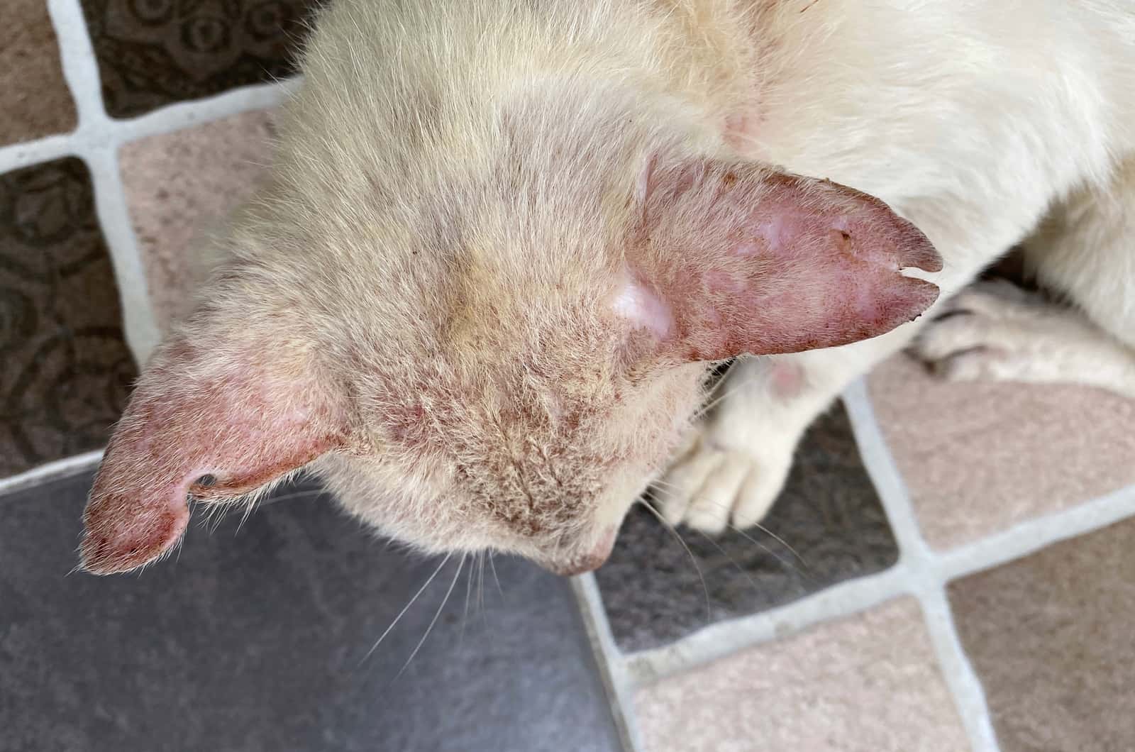 back of heaf of cat without hair on ears