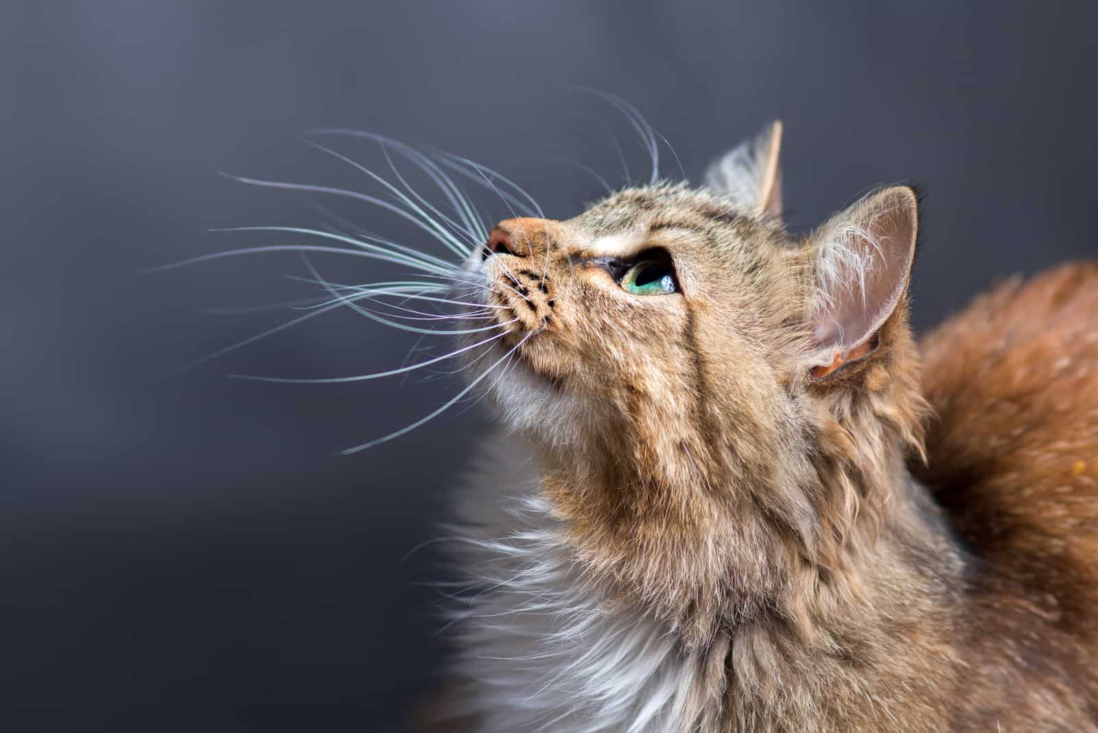 beautiful cat looking up