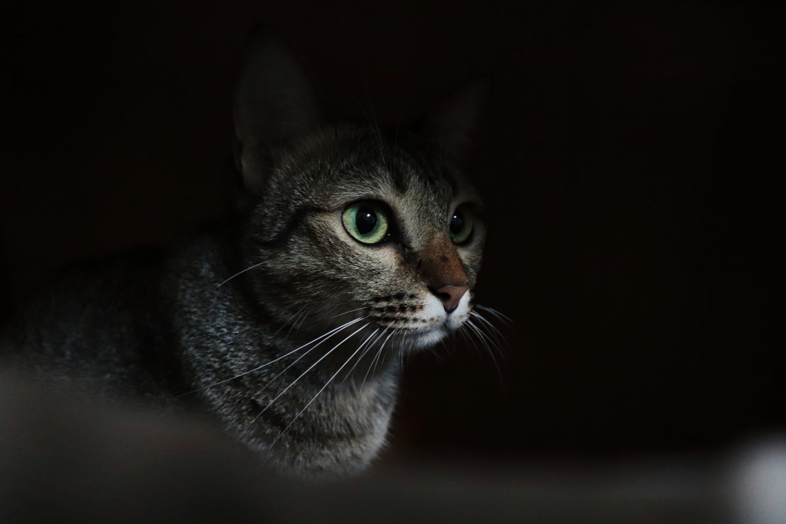 Do Cats Need Light At Night? Here’s What You Need To Know