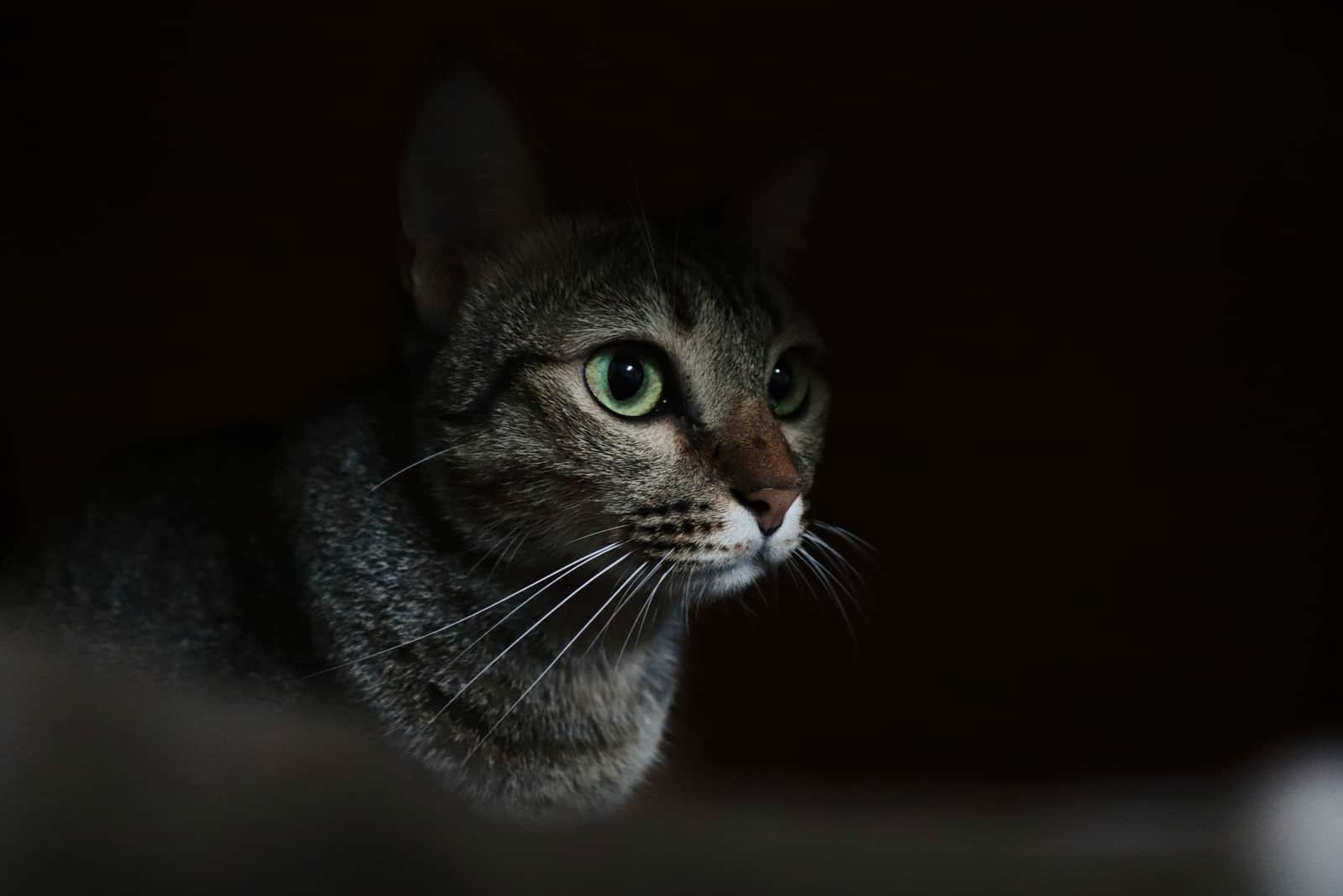 beautiful cat starring in the dark