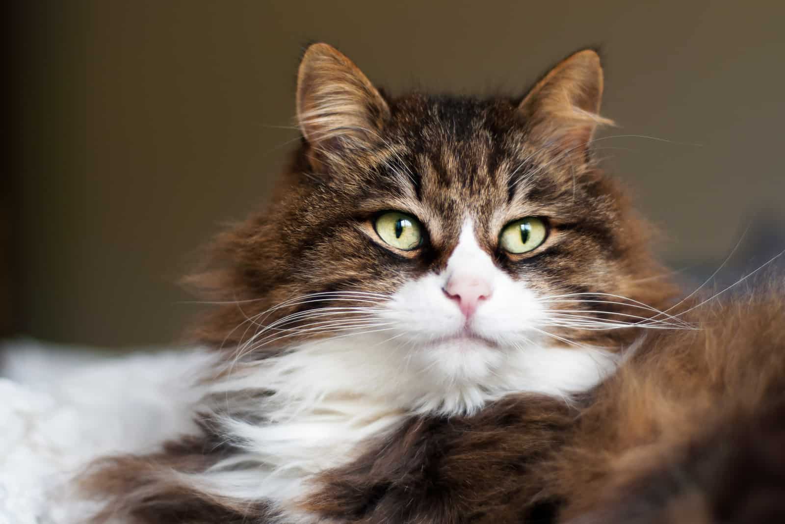 beautiful fluffy cat with very long whiskers