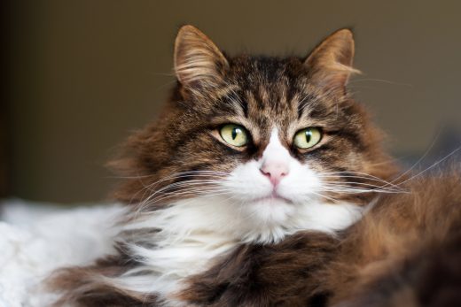 Why Are My Cats Whiskers So Long? 10 Amazing Facts