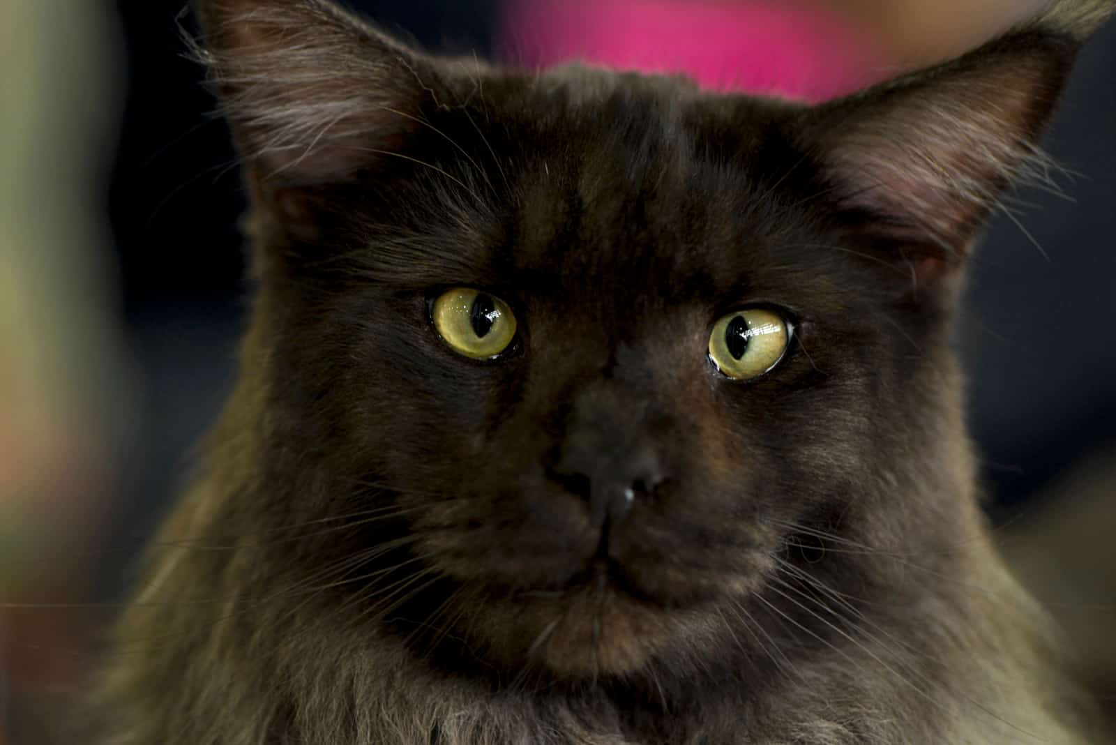 black Maine Coon cat