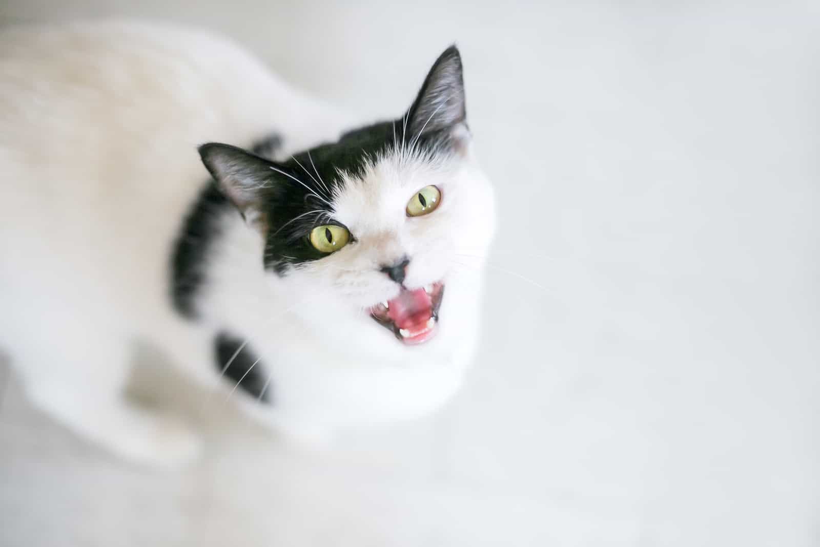 black and white Cat Meowing