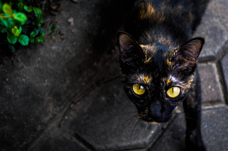 TOP 20 Domestic Cats With Yellow Eyes