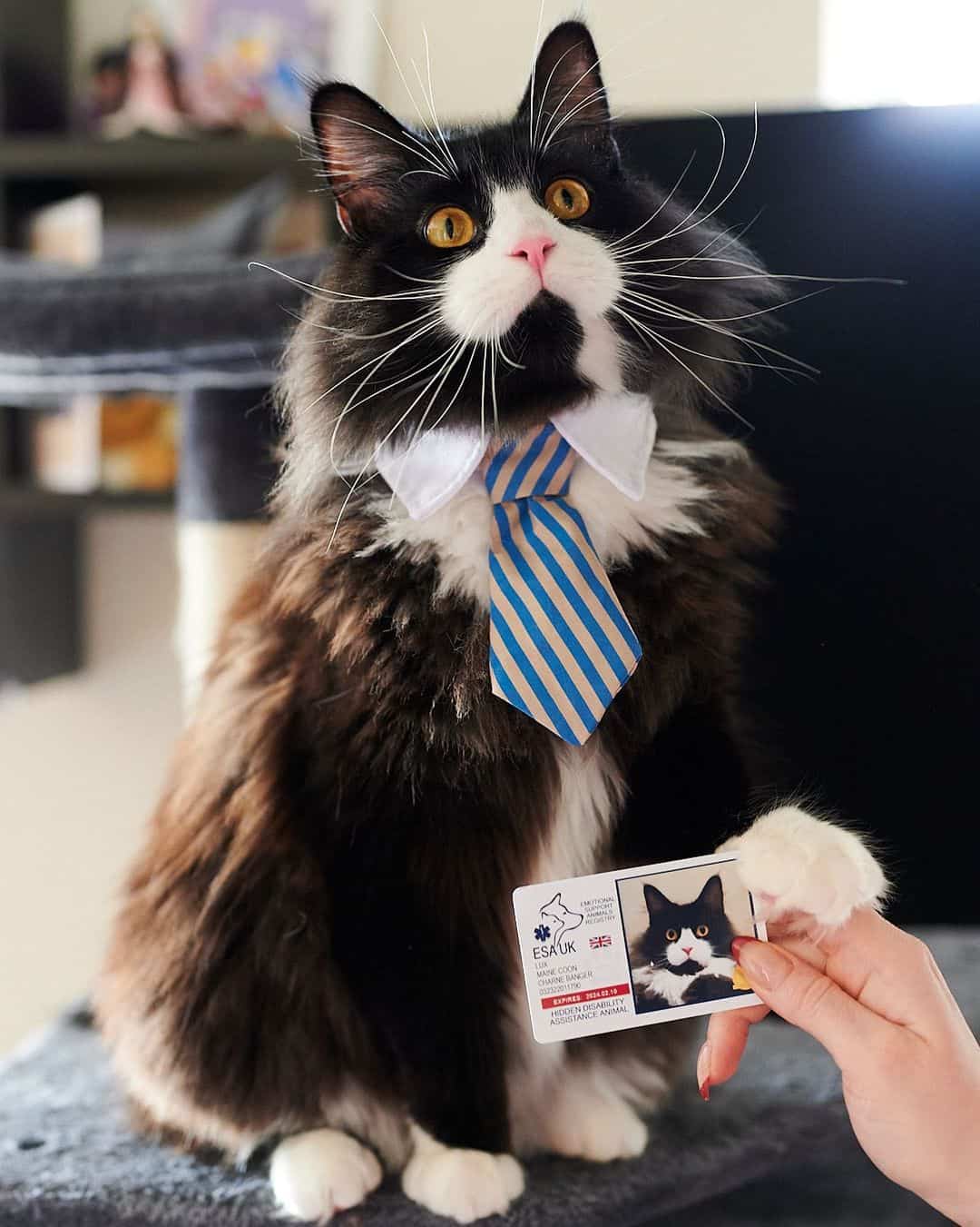 black maine coon tuxedo cat wearing a tie