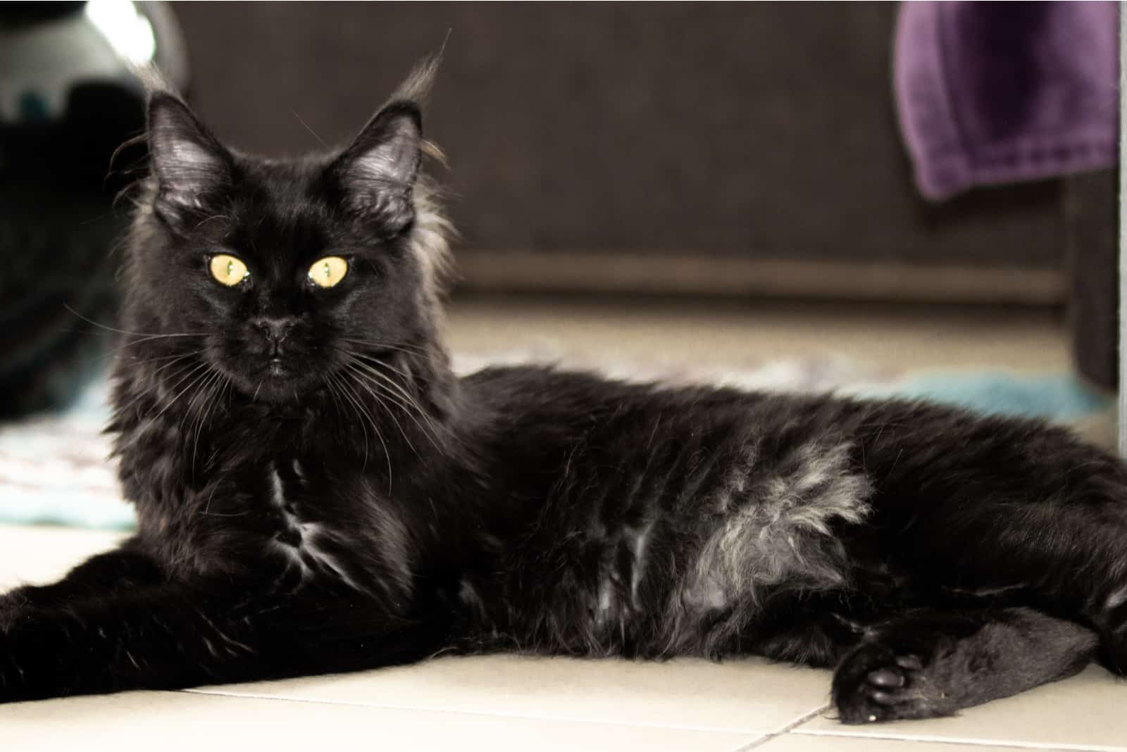 black smoke cat laying on the floor