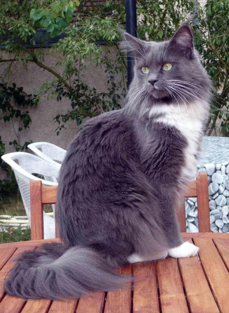 blue tuxedo maine coon cat