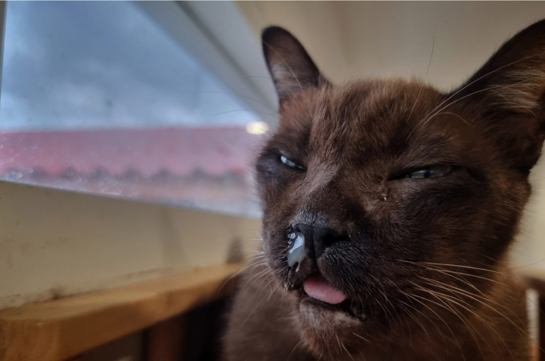 Cat Stuffy Nose All You Need To Know!