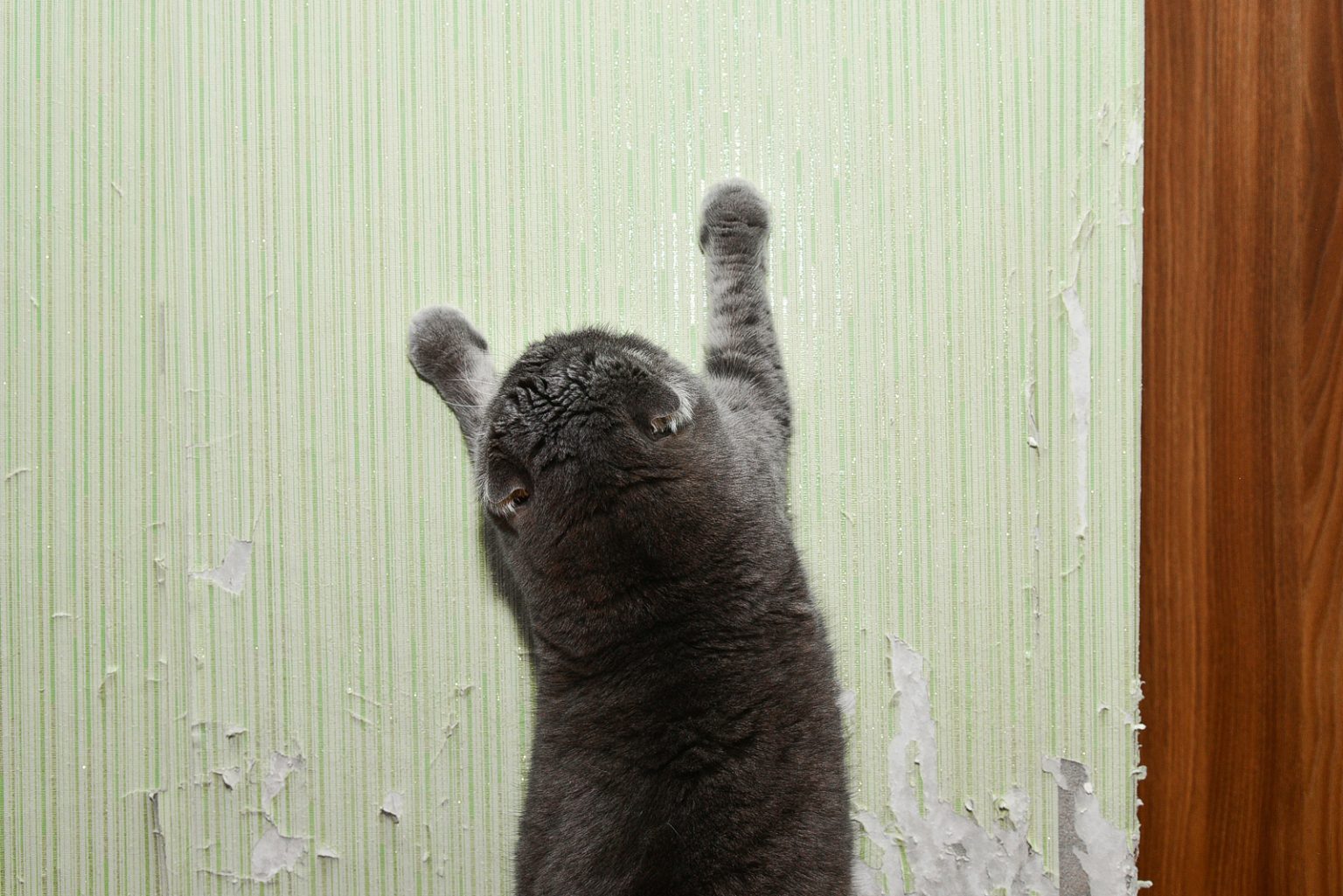 Why Does My Cat Scratch The Wall 10 Reasons And Tips To Fix It
