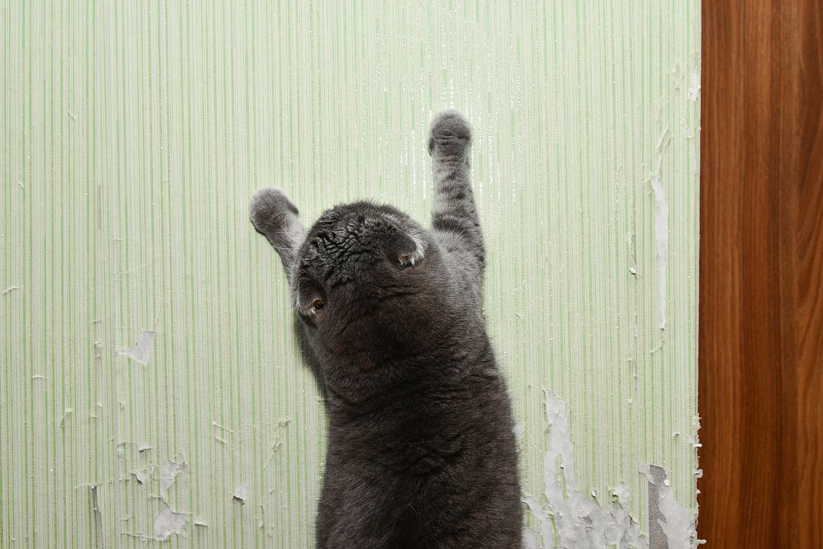 cat Scratching wall
