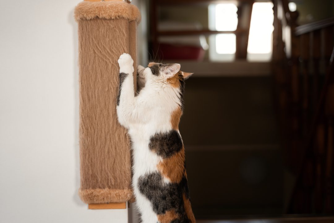 Why Does My Cat Scratch The Wall 10 Reasons And Tips To Fix It