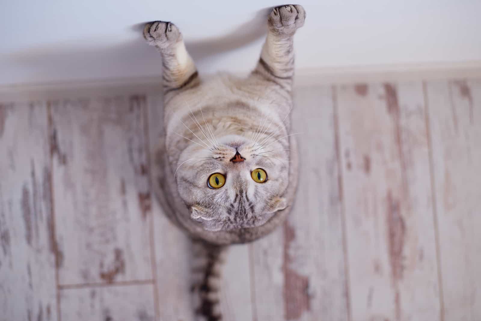 cat climbing on wall