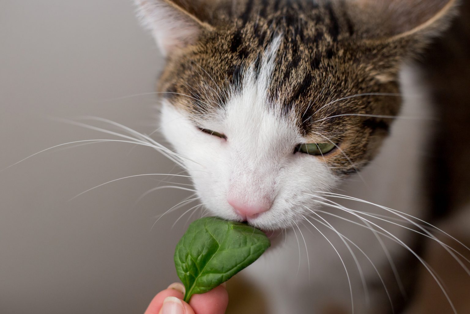 can-cats-eat-spinach-this-is-what-you-need-to-know