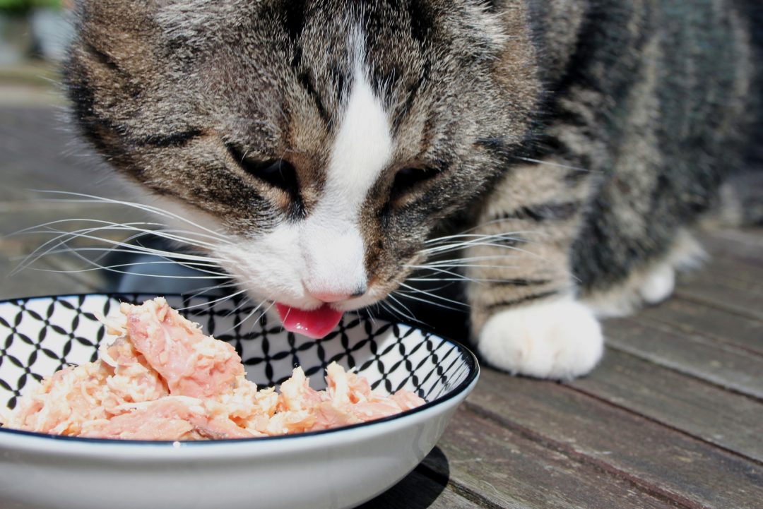 Can Cats Eat Jello? Here’s What You Need To Know
