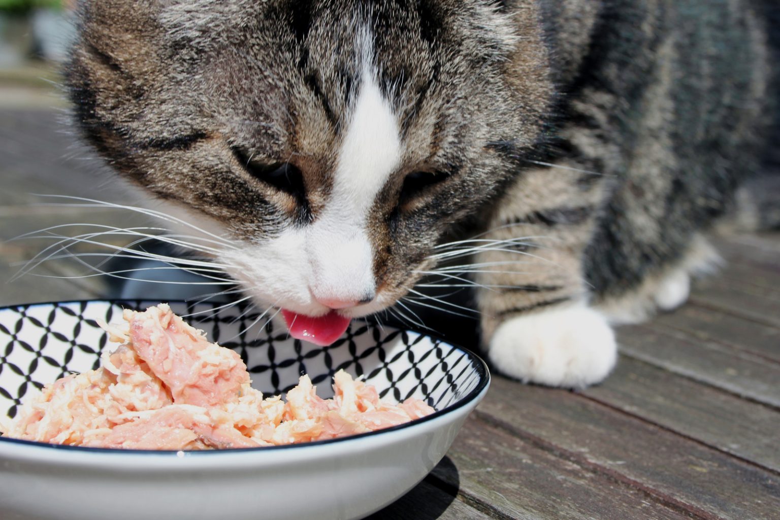 Can Cats Eat Jello? Here’s What You Need To Know