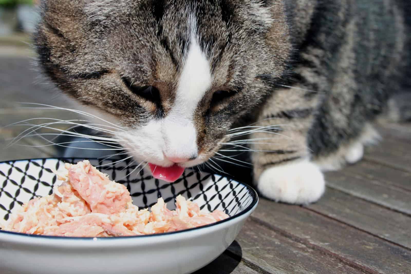 cat eating tuna