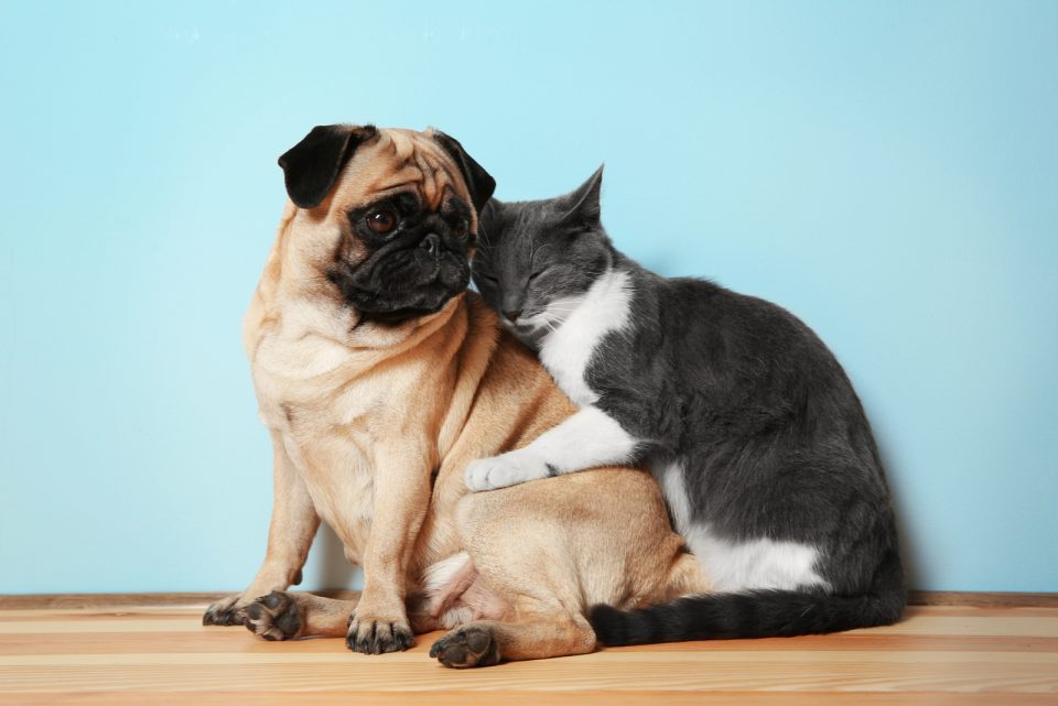 Can Cats And Dogs Have Babies? Things You Need To Know!