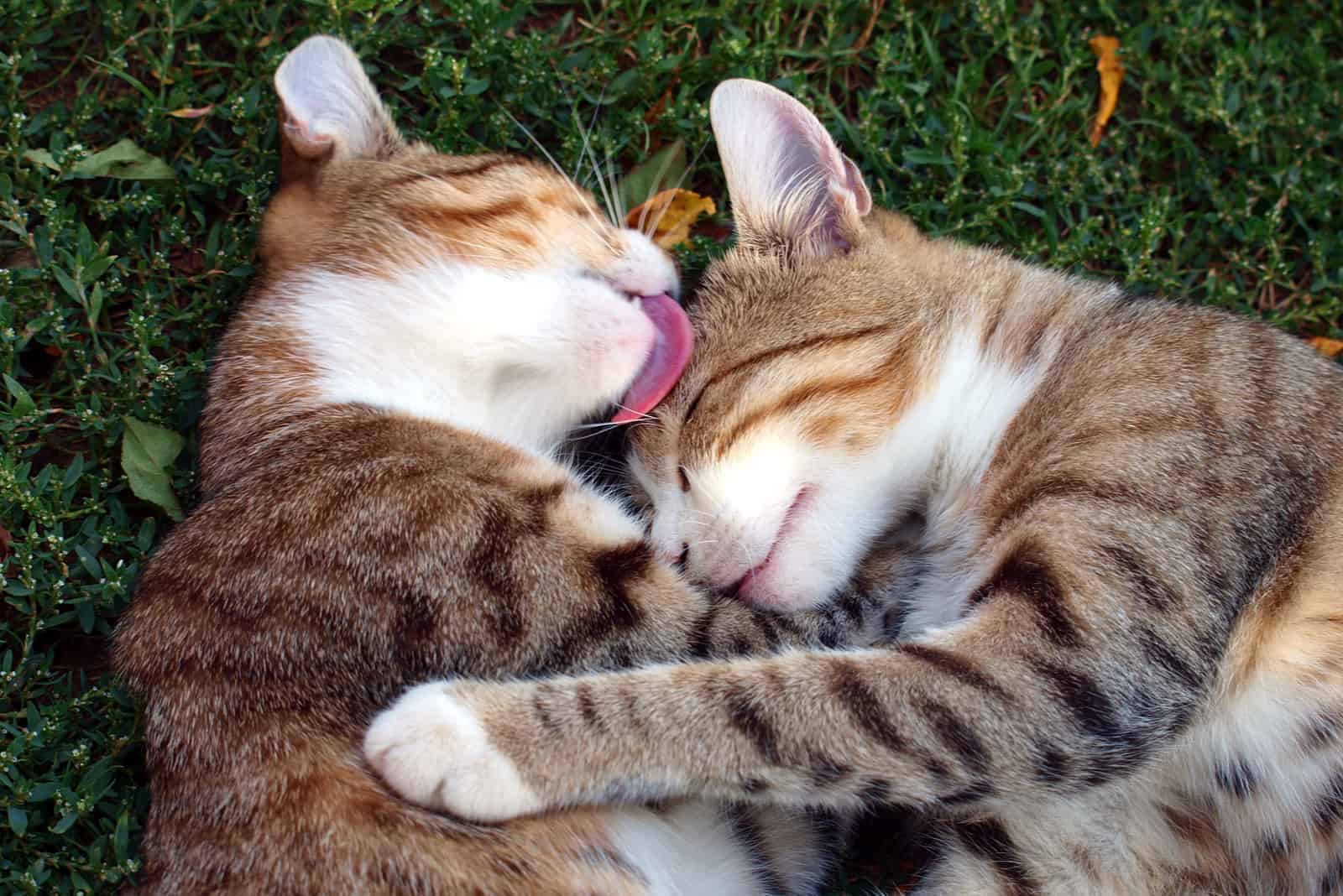 cat licking other cat on the grass