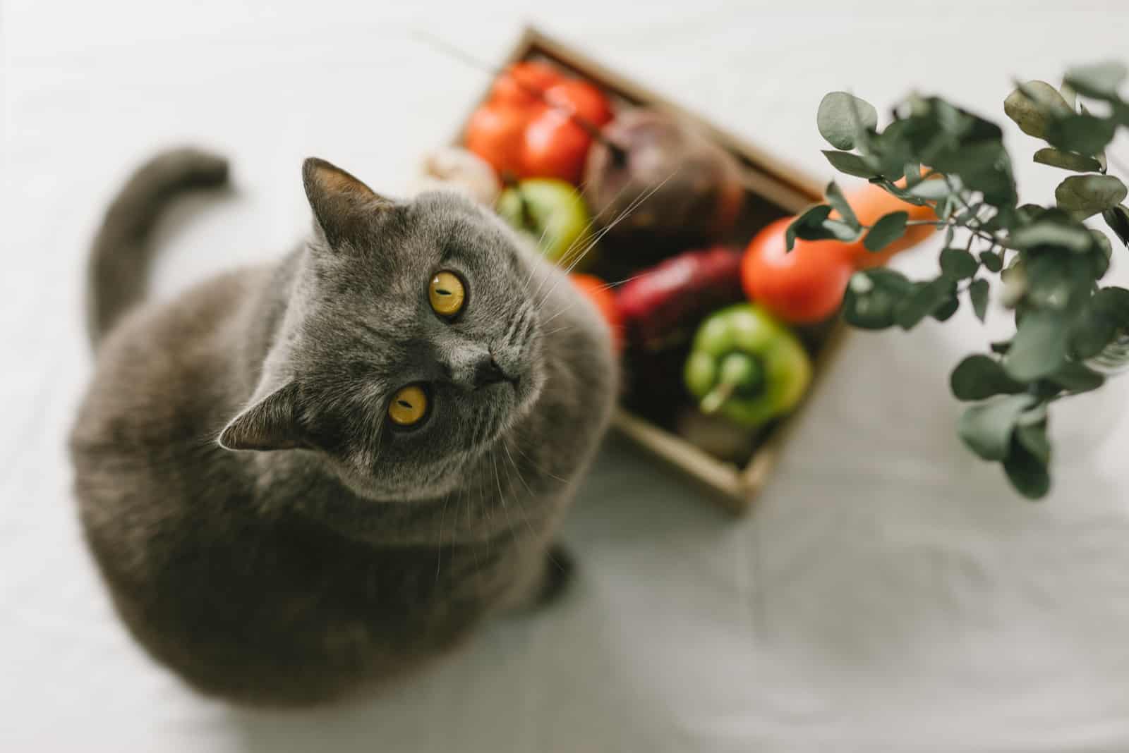 cat looking up waiting for food