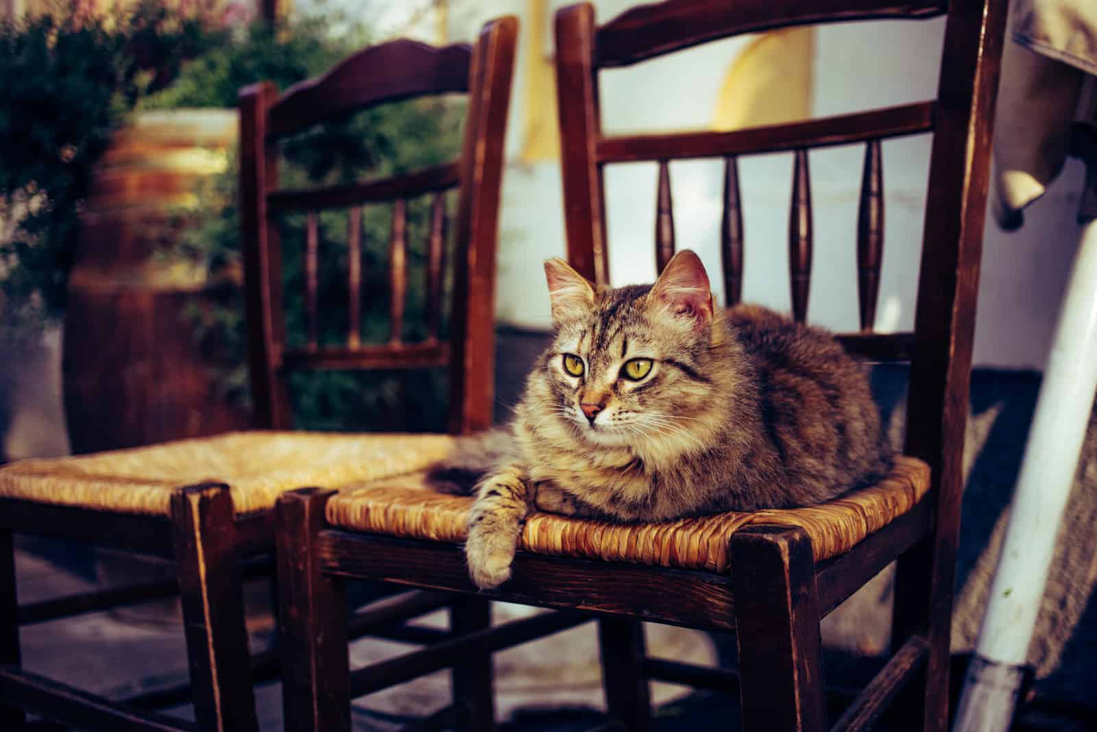 cat lying on chair