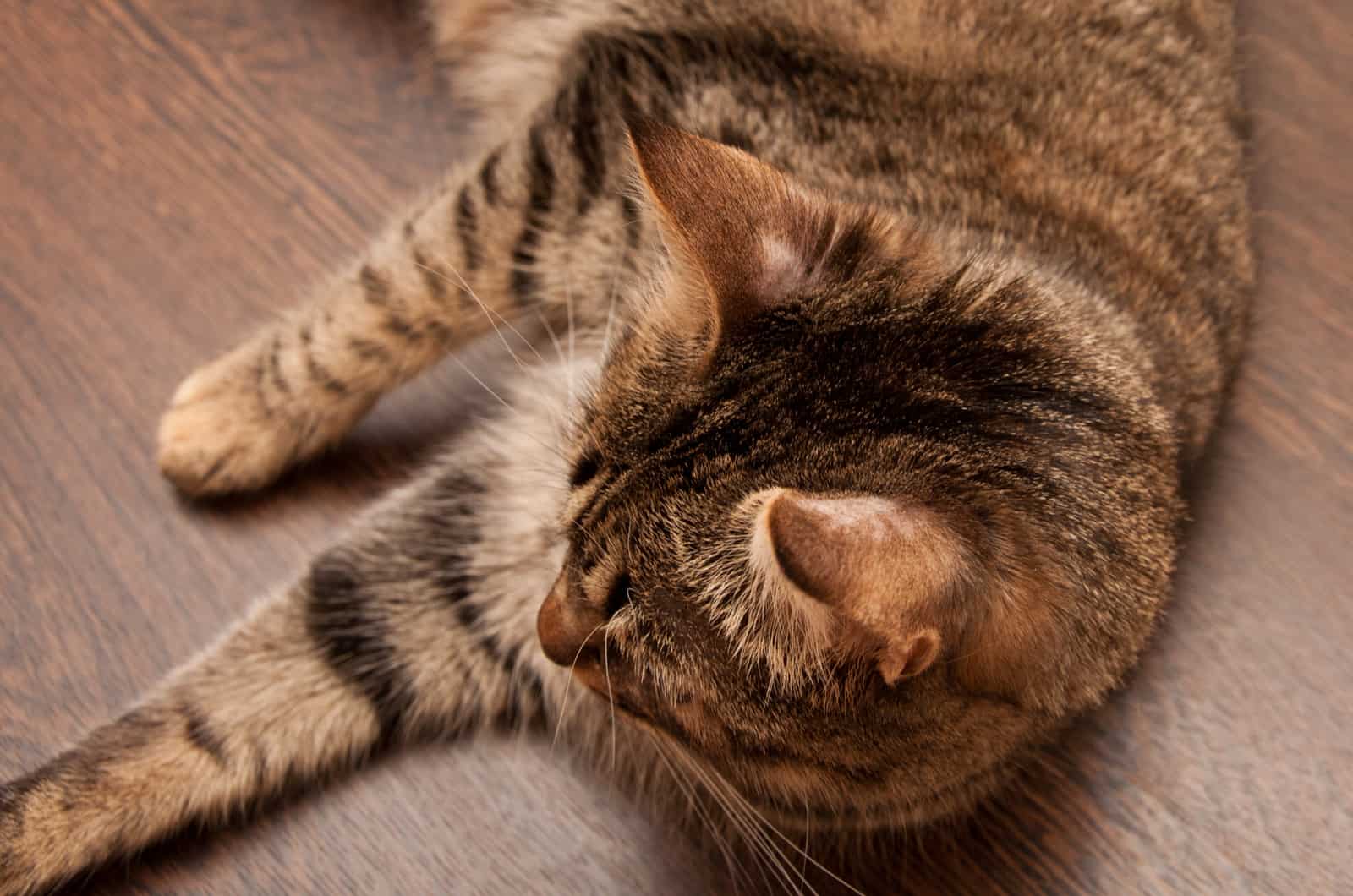 cat lying on floor