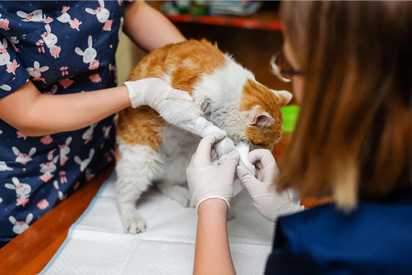 cat on examination at the vet