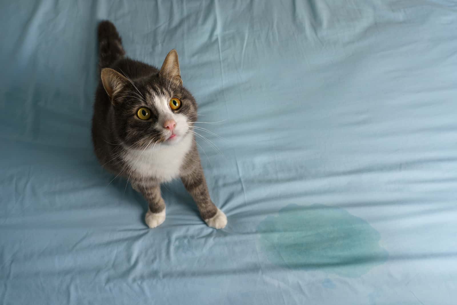 cat peeing on bed