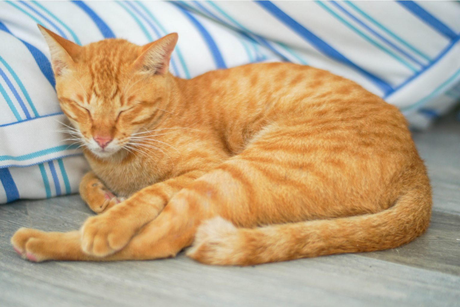 7 Reasons Why Is My Cat Peeing On Furniture + Prevention Tips!