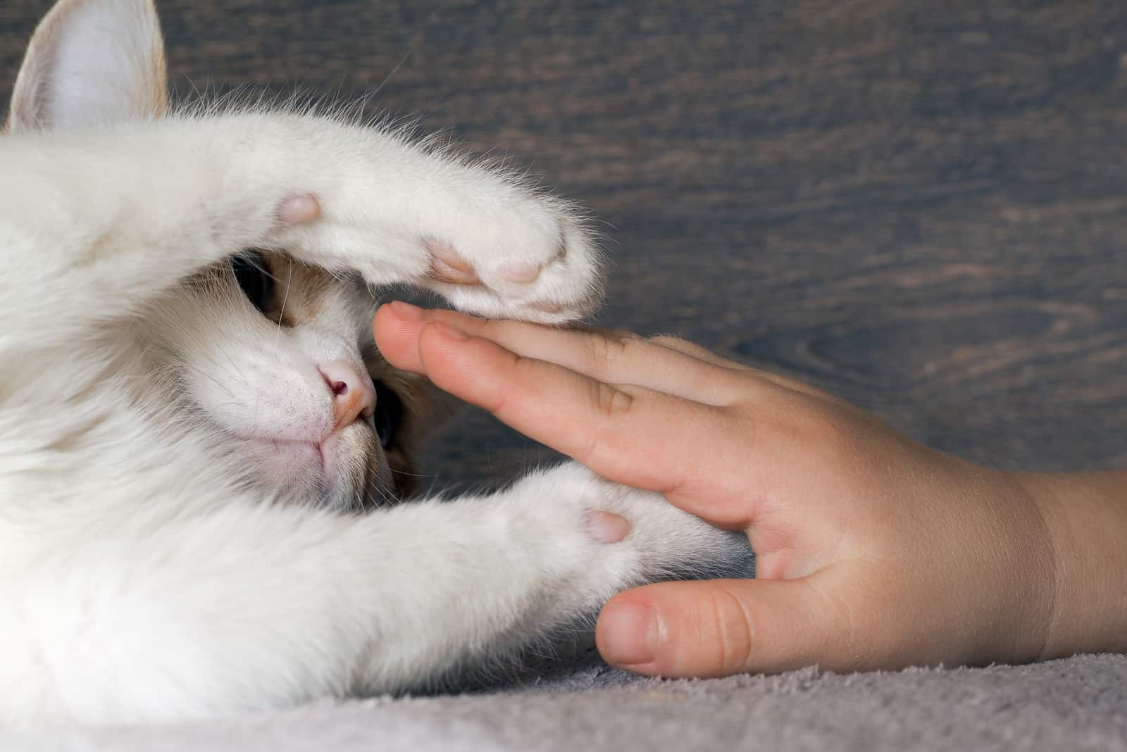 cat playing with hand