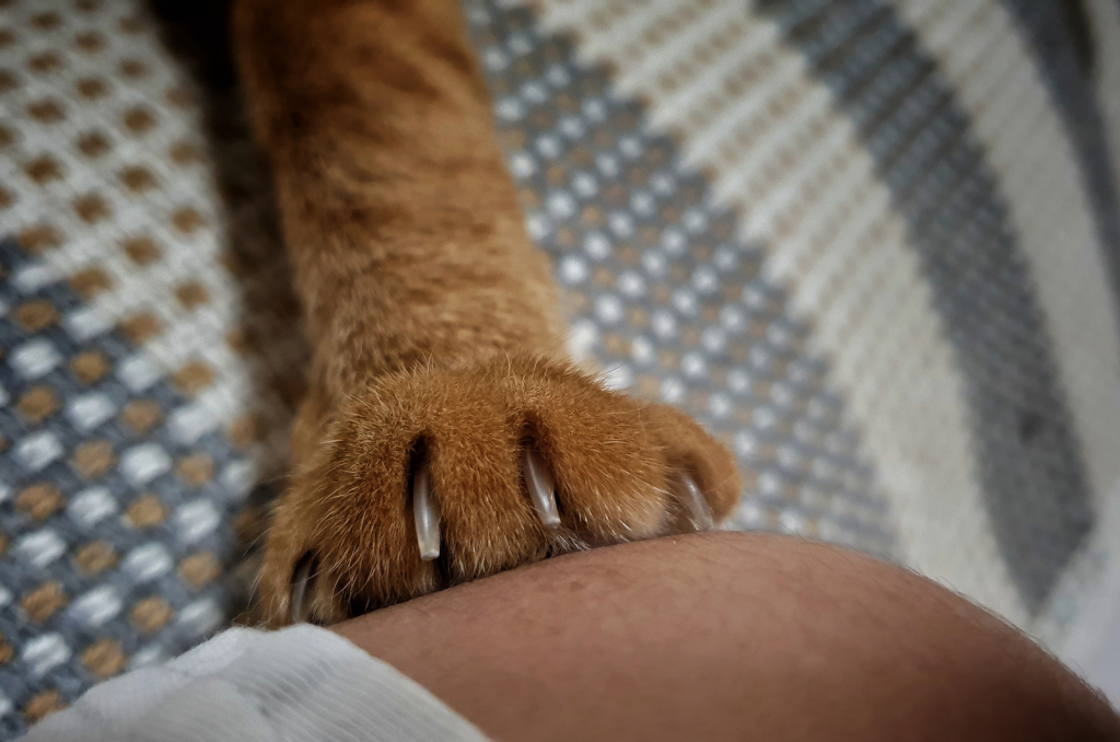 Cat Claw Infection Possible Causes & Solutions!