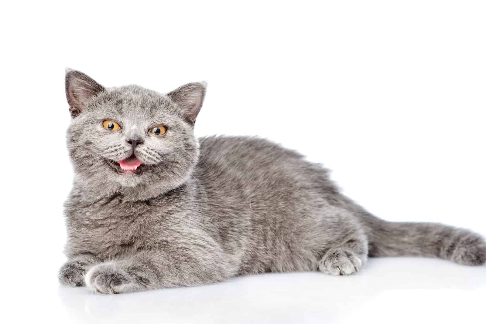 cat sitting in front of white background