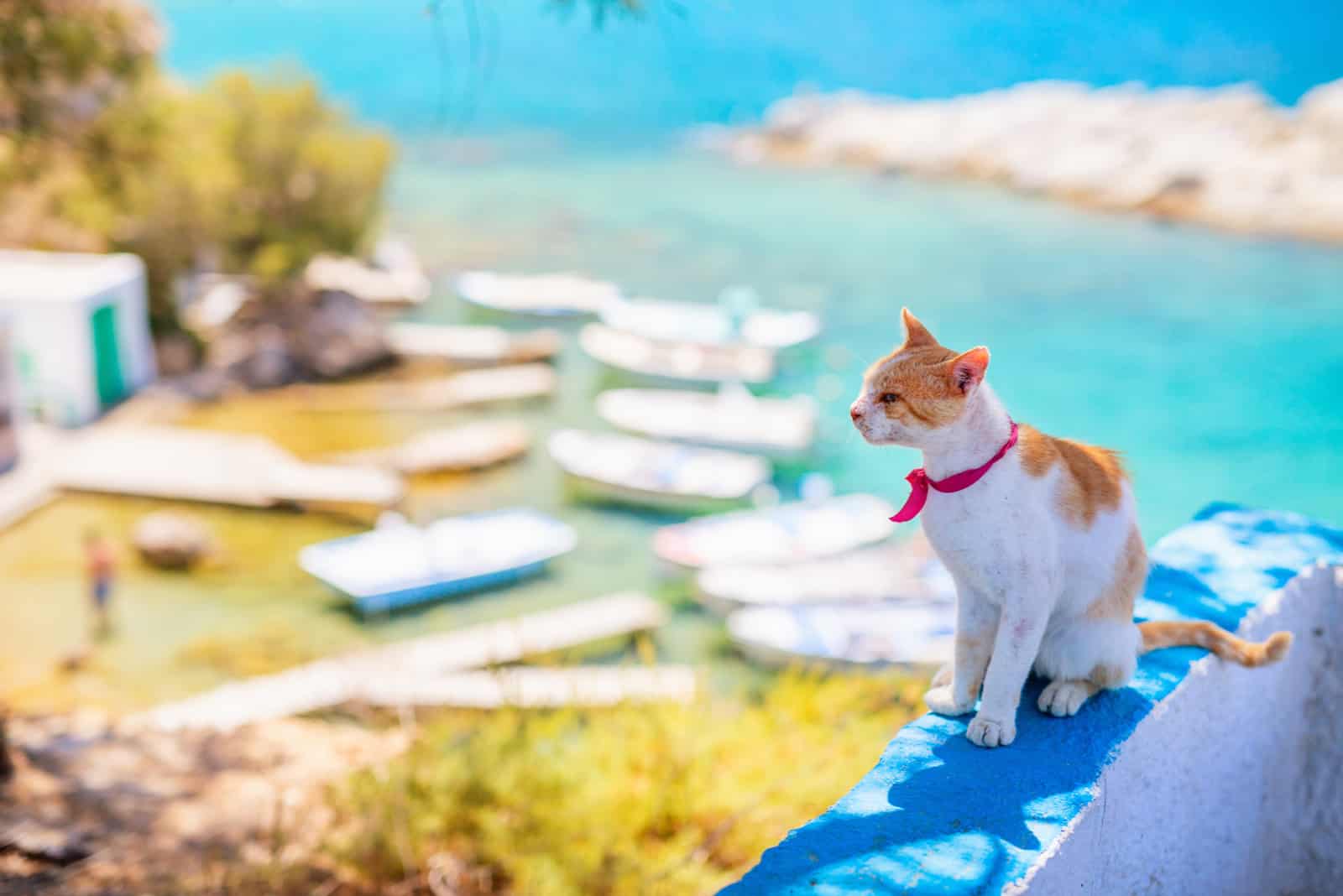 cat sitting on wall in greece