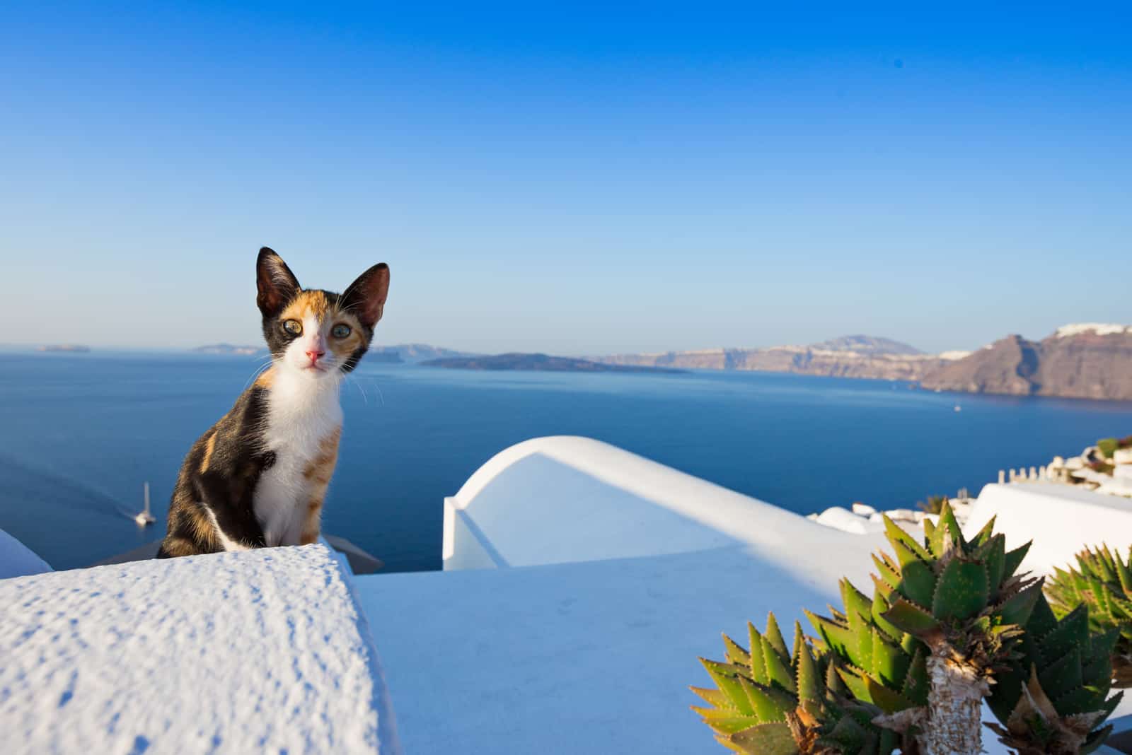 cat sitting on wall