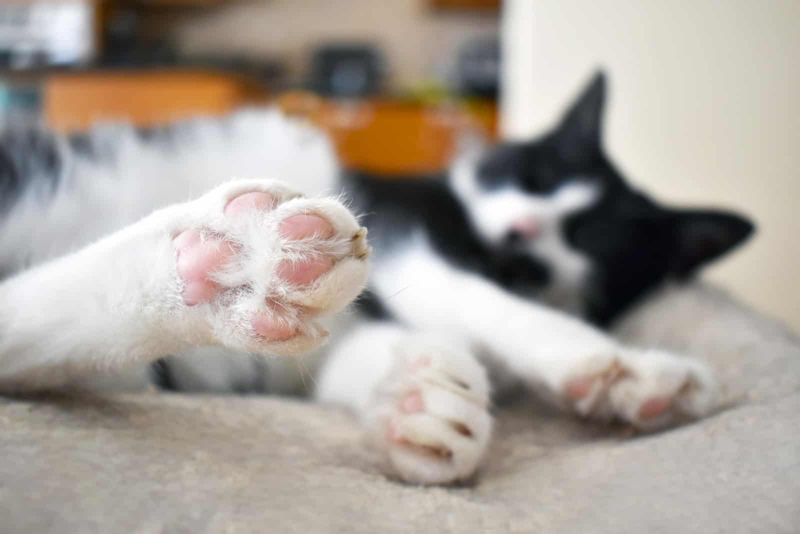 cat sleeping on carpet